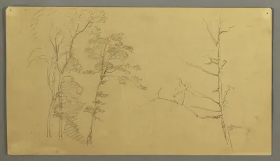 A Group of Trees with the Upper Part of a Dead Tree