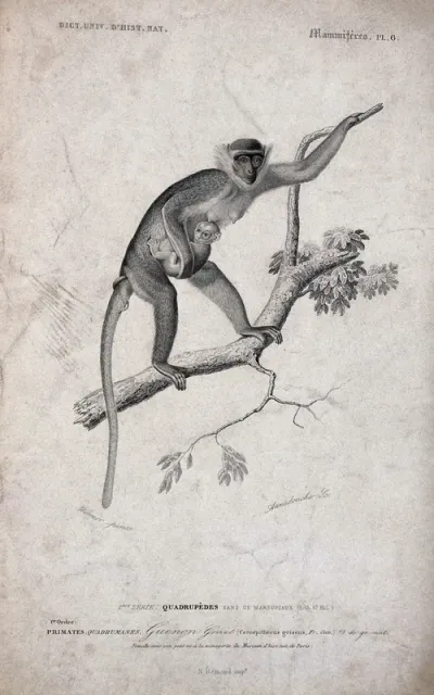 A guenon (cercopithecus) climbing a tree holding its young close to her body