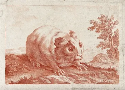 A guinea pig in its natural environment
