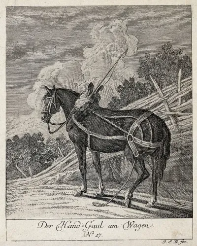 A hand-horse with harness, blinkers and girth standing in a paddock