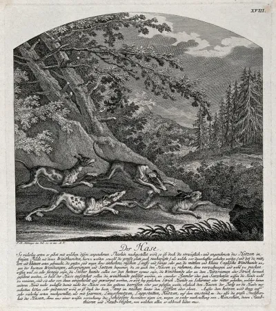 A hare chased by three hunting dogs in a forest