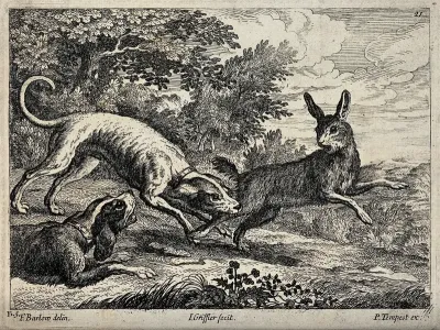 A hare is bitten by a dog in its hind leg while another dog is growling at it