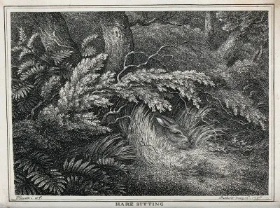 A hare lying quietly in the undergrowth