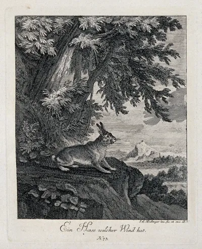 A hare standing on a rock outside a forest overlooking the countryside
