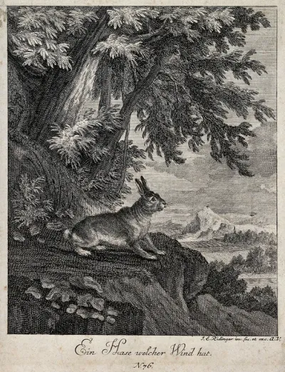A hare standing on a rugged rock outside a forest getting wind of its environment