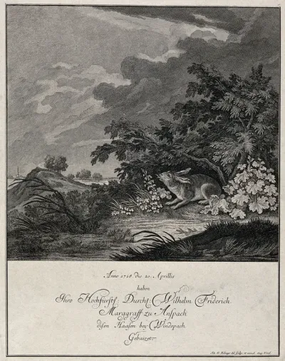 A hare with a split tongue seeking shelter from the arising cloudburst under some shrubbery