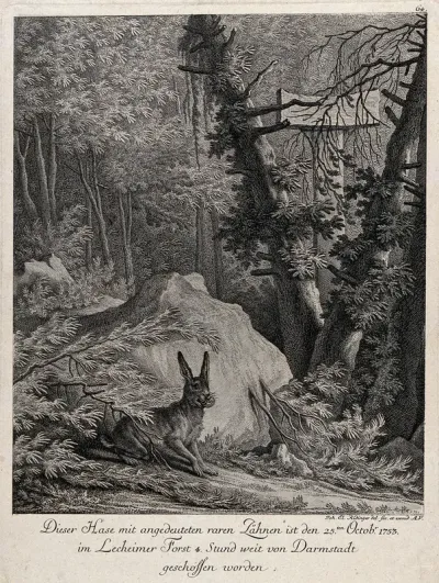 A hare with abnormal teeth in a forest clearing