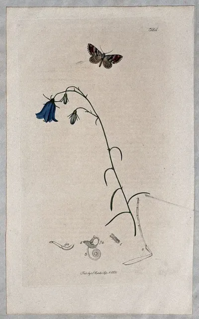 A harebell (Campanula rotundifolia) with an associated moth and its anatomical segments