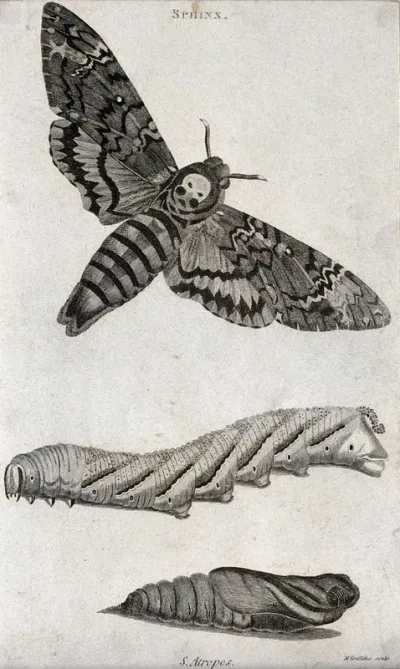 A hawk moth (Sphinx) shown as imago, larva and pupa