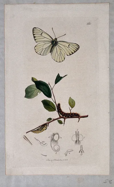 A hawthorn twig (Crataegus species) with an associated butterfly, its caterpillar, chrysalis and anatomical segments