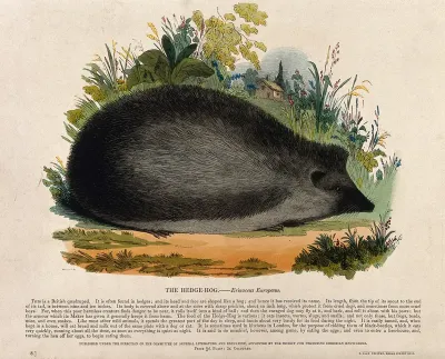A hedgehog sitting in a meadow