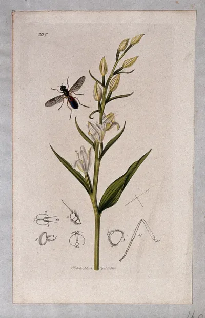 A helleborine plant (Epipactis grandiflora) with an associated insect and its abdominal segments