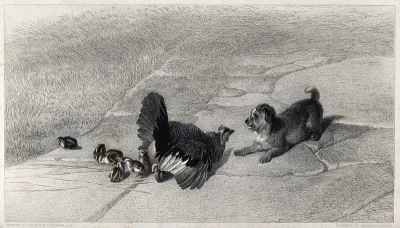 A hen defending its chicks from the playful advances of a puppy