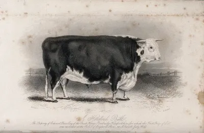 A Hereford bull