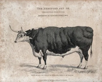 A Hereford fat ox