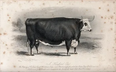 A Hereford ox. Etching by E. Hacker, ca 1850, after W.H. Davis