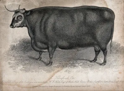 A Hereford ox. Etching by H. Beckwith, ca 1840, after H. Strafford