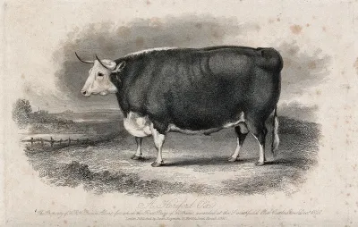 A Hereford ox. Etching by H. Beckwith, ca 1848, after W.H. Davis