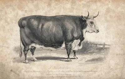 A Hereford ox. Etching, ca 1839