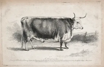 A Hereford ox. Etching, ca 1840