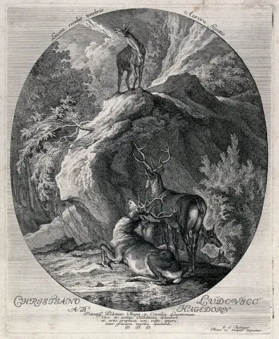A hind standing on a crag in the forest belling with a group of stags and deer resting on patch of grass below