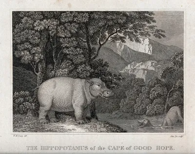 A hippopotamus standing by a river while others bathe