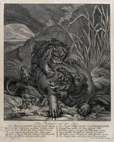 A hippopotamus with its young is attacked by a lion