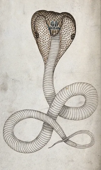 A hooded cobra in striking position