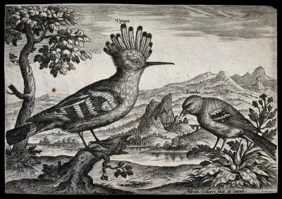 A hoopoe and goldfinch set in natural surroundings