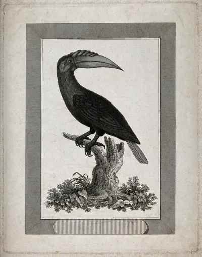 A hornbill from the island of Waigiou