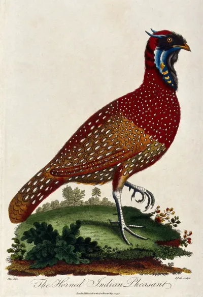 A horned Indian pheasant standing on the grass lifting its left foot