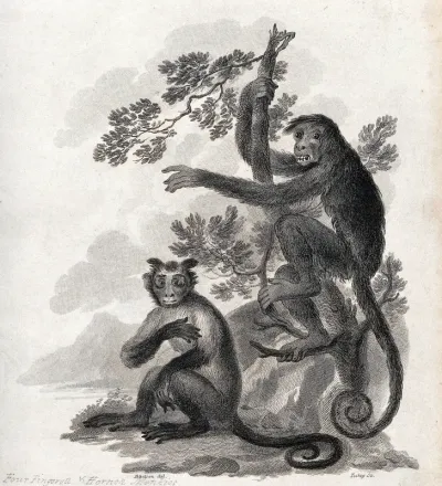 A horned monkey is sitting on the ground while a four fingered monkey is climbing up a tree