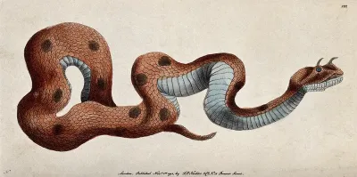 A horned viper. Coloured engraving, ca. 1792