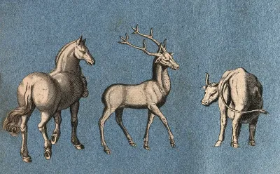 A horse, a deer and a cow