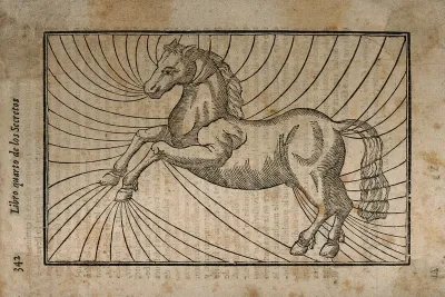 A horse in motion, with parts of the body indicated