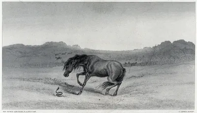 A horse is startled by a snake rearing in the grass