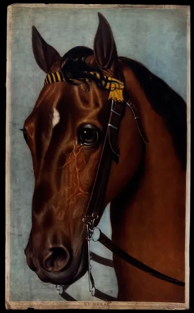 A horse's head, wearing a bridle