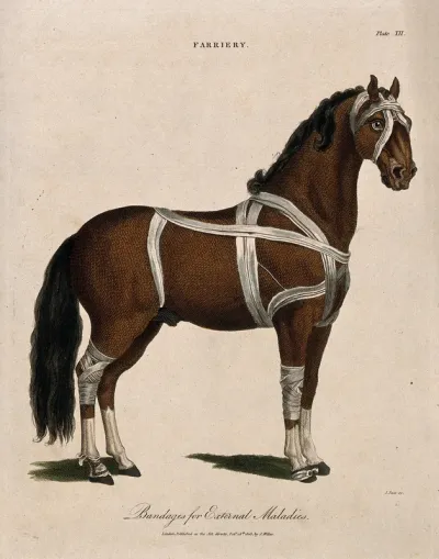 A horse, shown with bandaged head, body and legs
