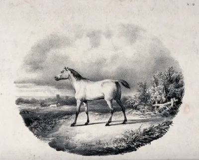 A horse standing on a meadow overlooking a field with more horses below