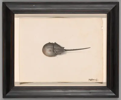 A Horseshoe Crab