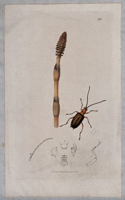 A horsetail plant (Equisetum species) with an associated beetle and its anatomical segments