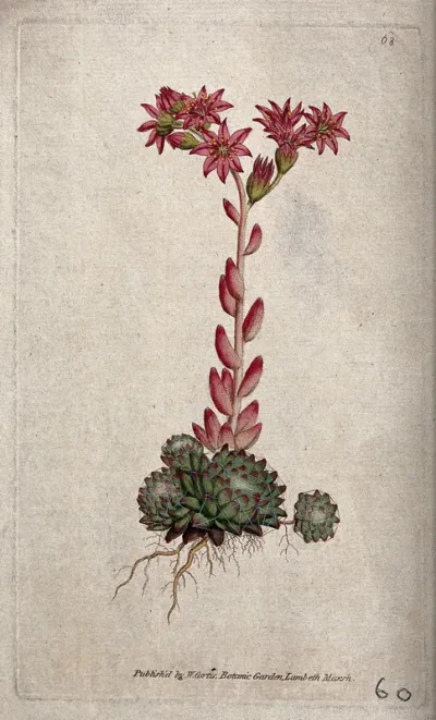 A houseleek (Sempervivum arachnoideum): flowering plant