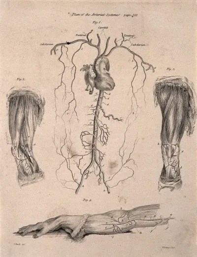 A human heart with surrounding arteries; two dissected legs and a dissected arm, lettered for key