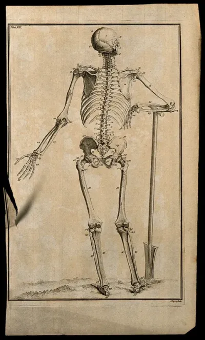 A human skeleton, seen from the back, resting the bones of its right forearm on a spade handle, after Vesalius