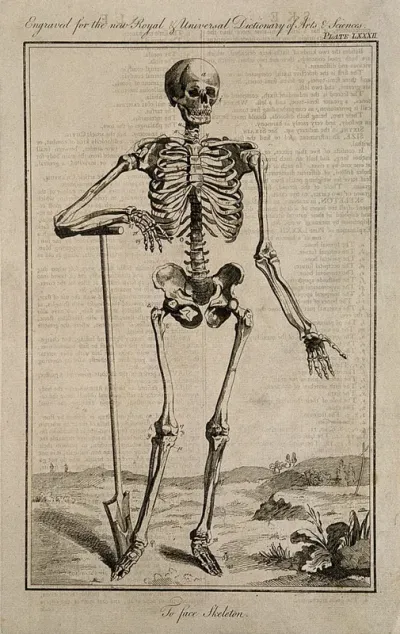 A human skeleton, seen from the front, resting the bones of his left forearm on a spade handle, after Vesalius