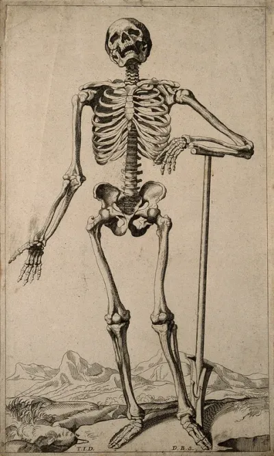 A human skeleton, seen from the front, resting the bones of his lower left arm on a spade handle