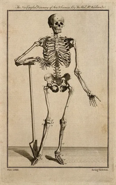 A human skeleton, seen from the front, resting the bones of his right forearm on a spade handle, after Vesalius
