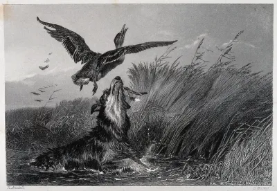 A hunting dog is chasing a duck in the water which escaped from his mouth