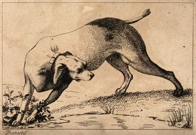 A hunting dog is turning its head as it is about to cross a little stream