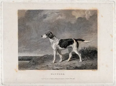 A hunting dog named Blunder standing on a heath